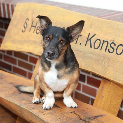 Chester